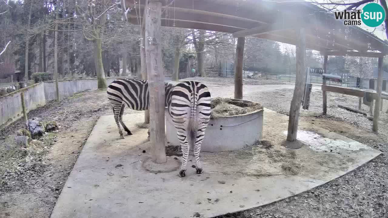 Live webcam Zebras in Ljubljana ZOO – Slovenia