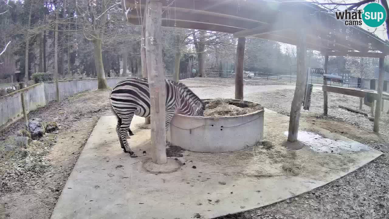 Live webcam Zebras in Ljubljana ZOO – Slovenia