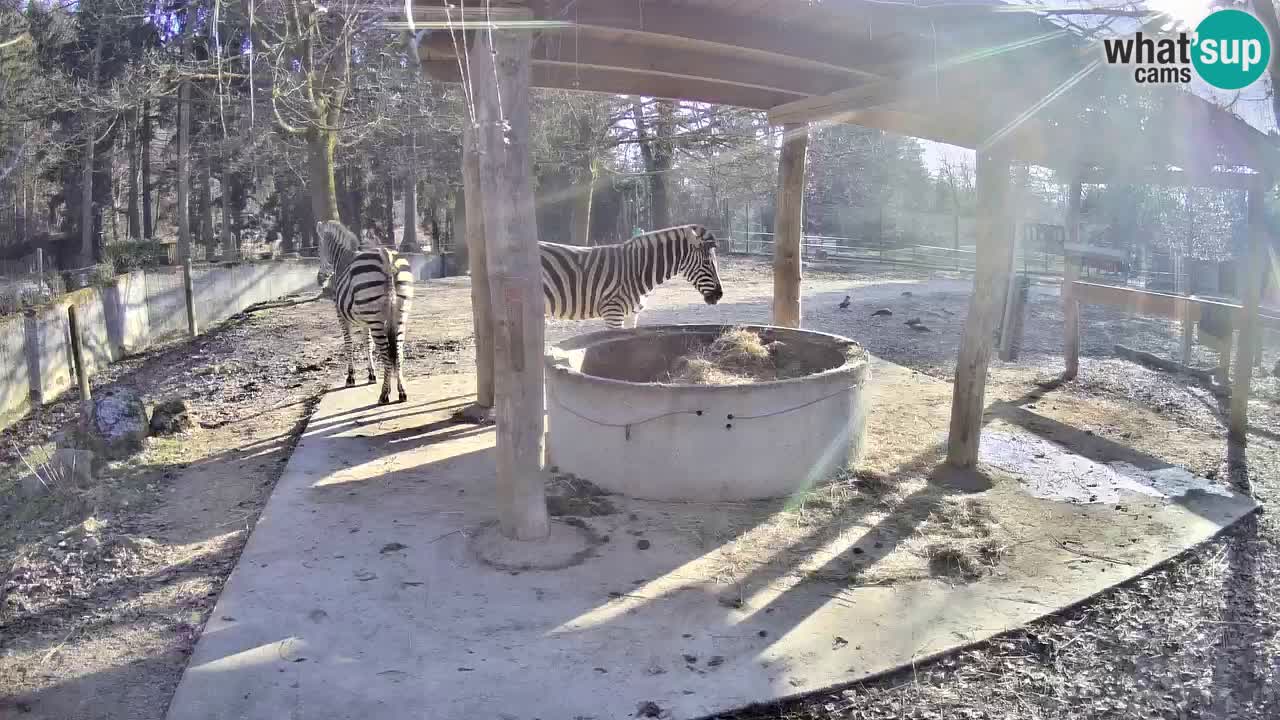 Live webcam Zebras in Ljubljana ZOO – Slovenia