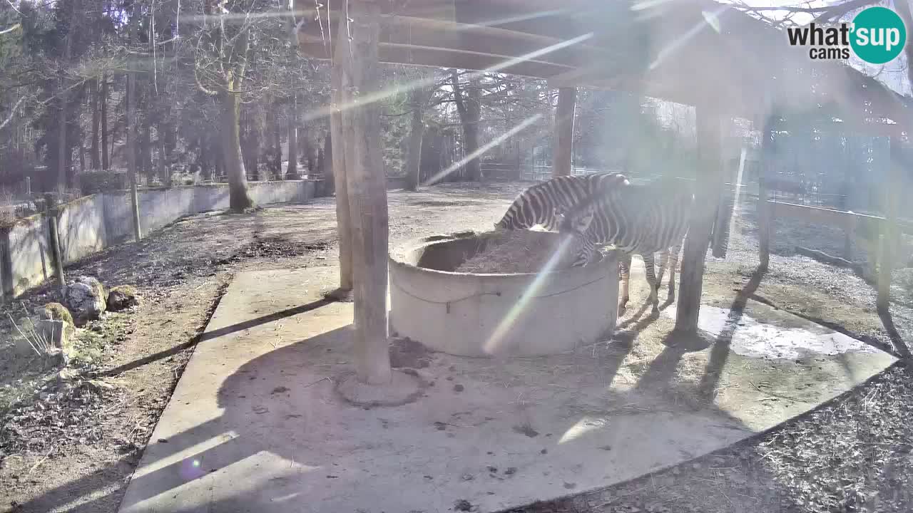 Live webcam Zebras in Ljubljana ZOO – Slovenia