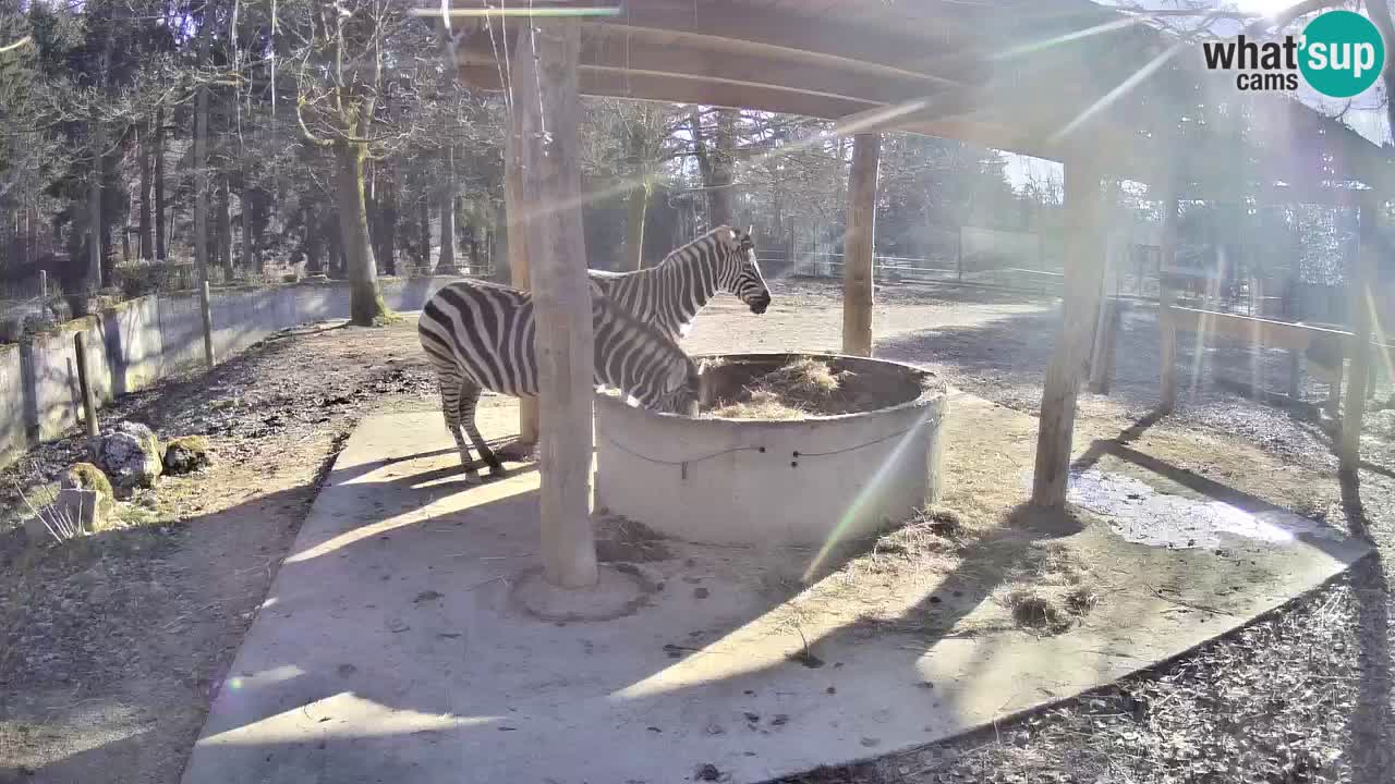 Live webcam Zebras in Ljubljana ZOO – Slovenia