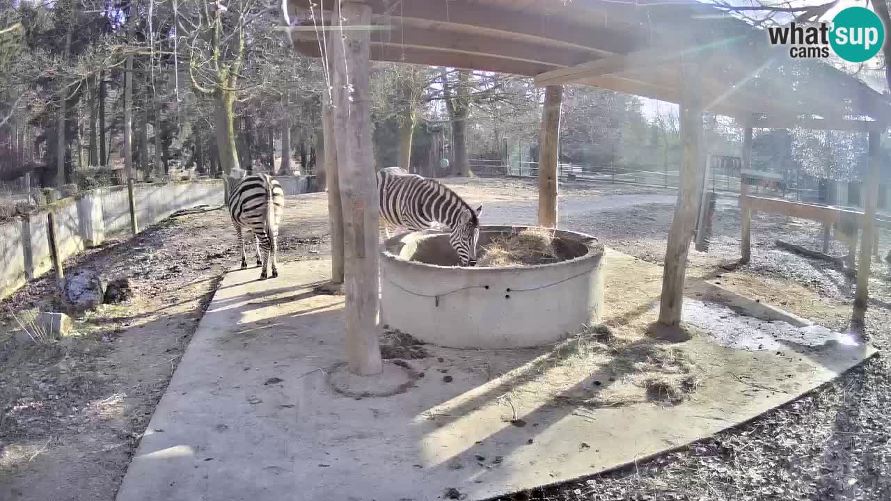 Web kamera uživo Zebras u ZOO Ljubljana – Slovenija