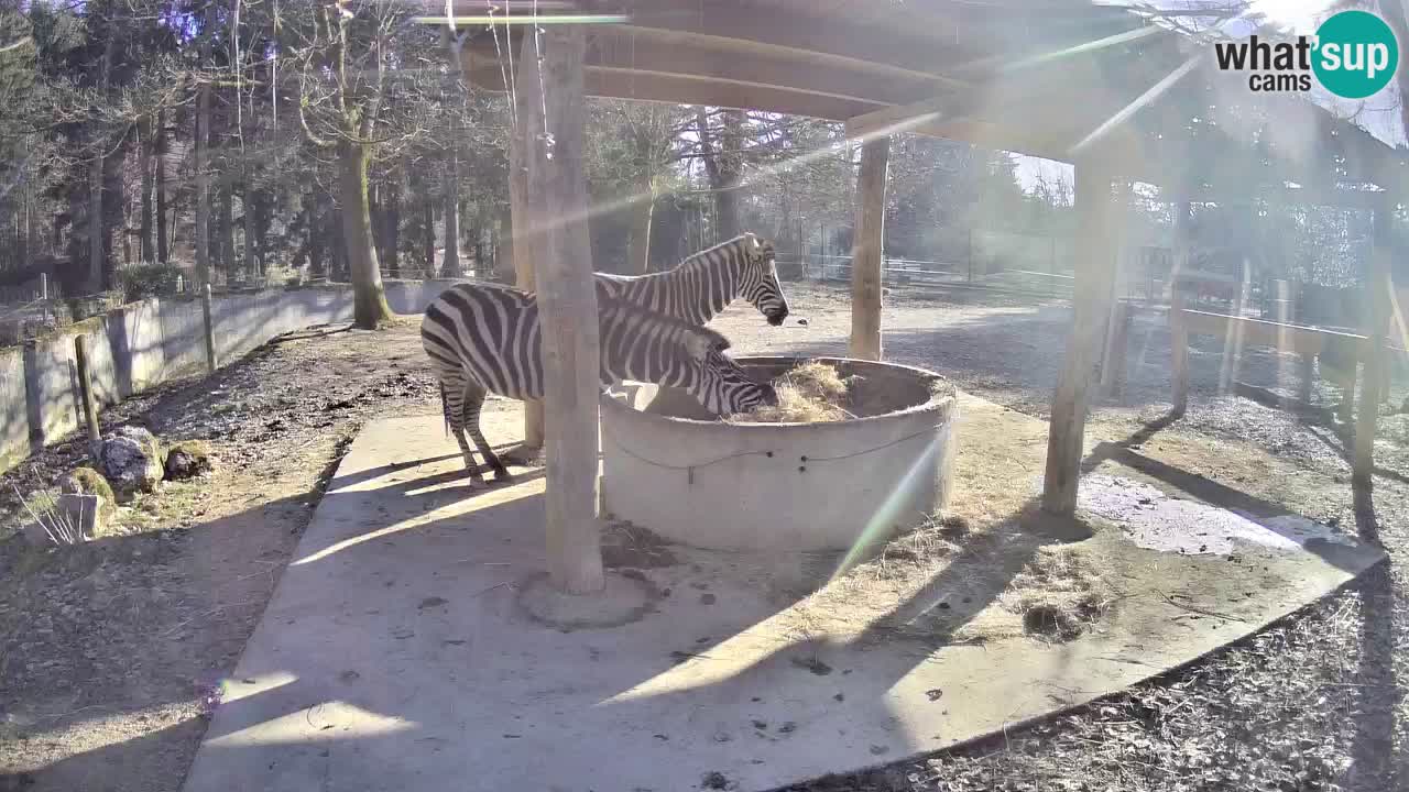 Live webcam Zebras in Ljubljana ZOO – Slovenia