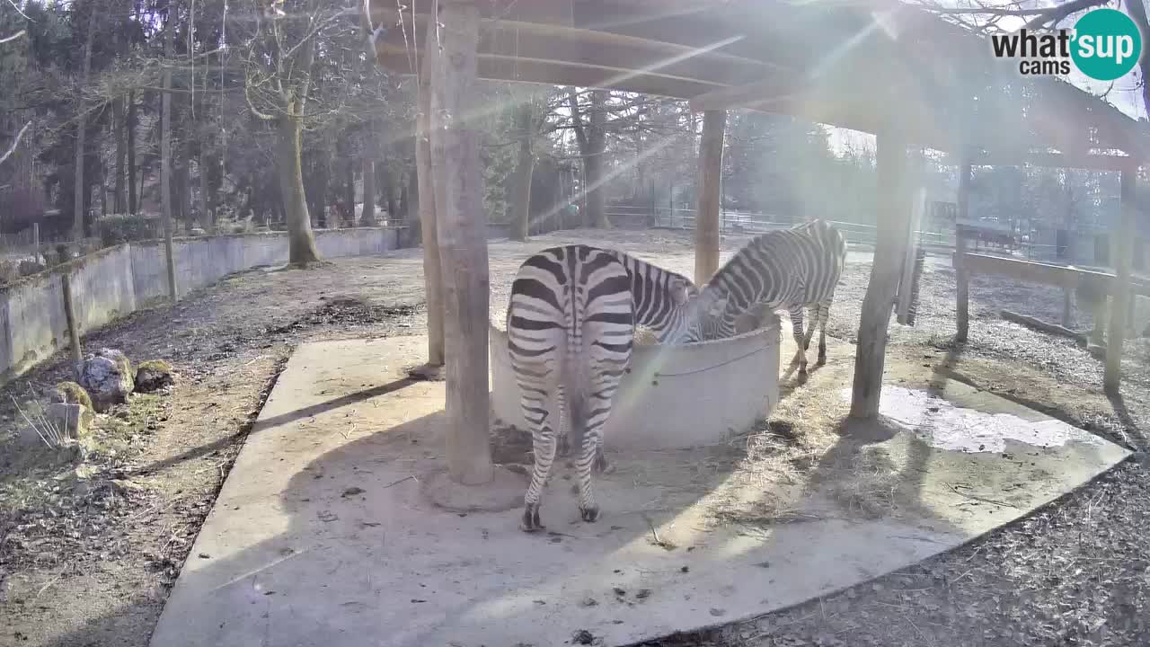 Live webcam Zebras in Ljubljana ZOO – Slovenia