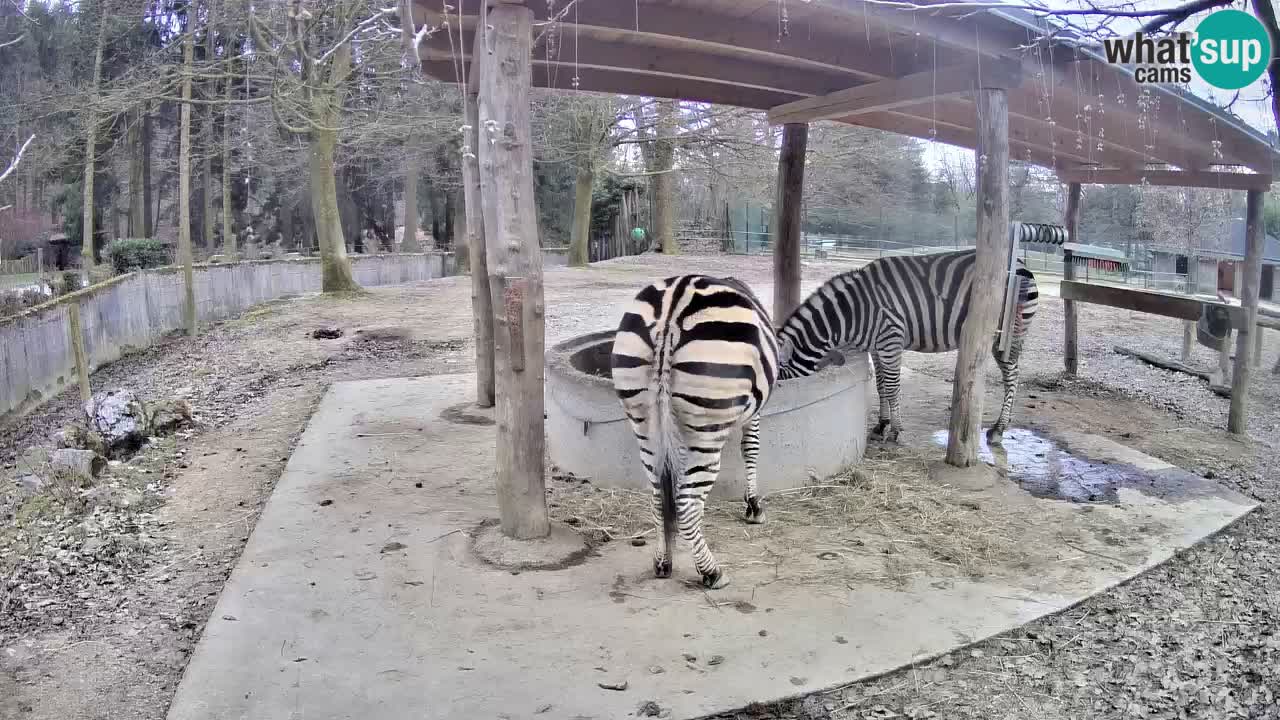 Live webcam Zebras in Ljubljana ZOO – Slovenia