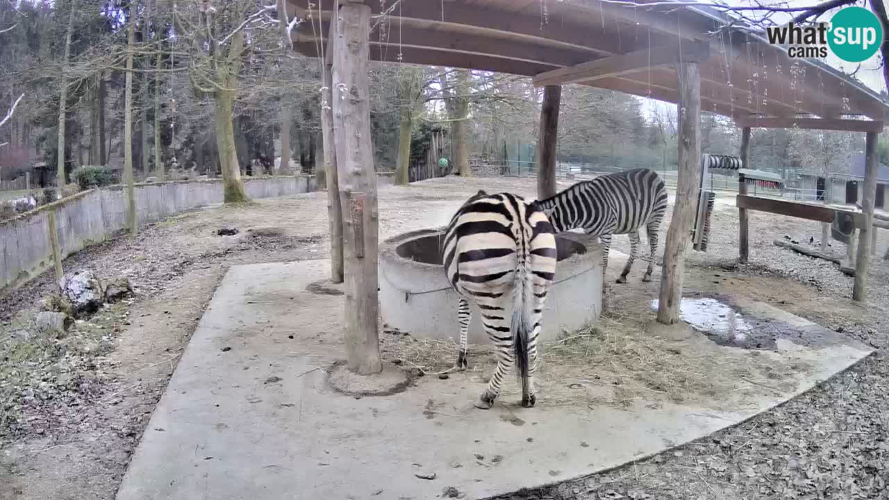 Live webcam Zebras in Ljubljana ZOO – Slovenia