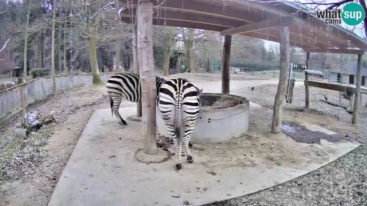 Live webcam Zebras in Ljubljana ZOO – Slovenia