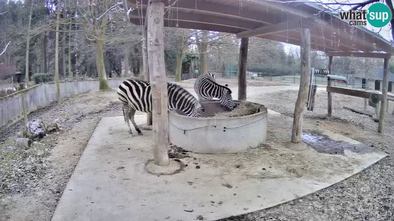 Zebre v živo v živalskem vrtu Ljubljana ZOO spletne kamere