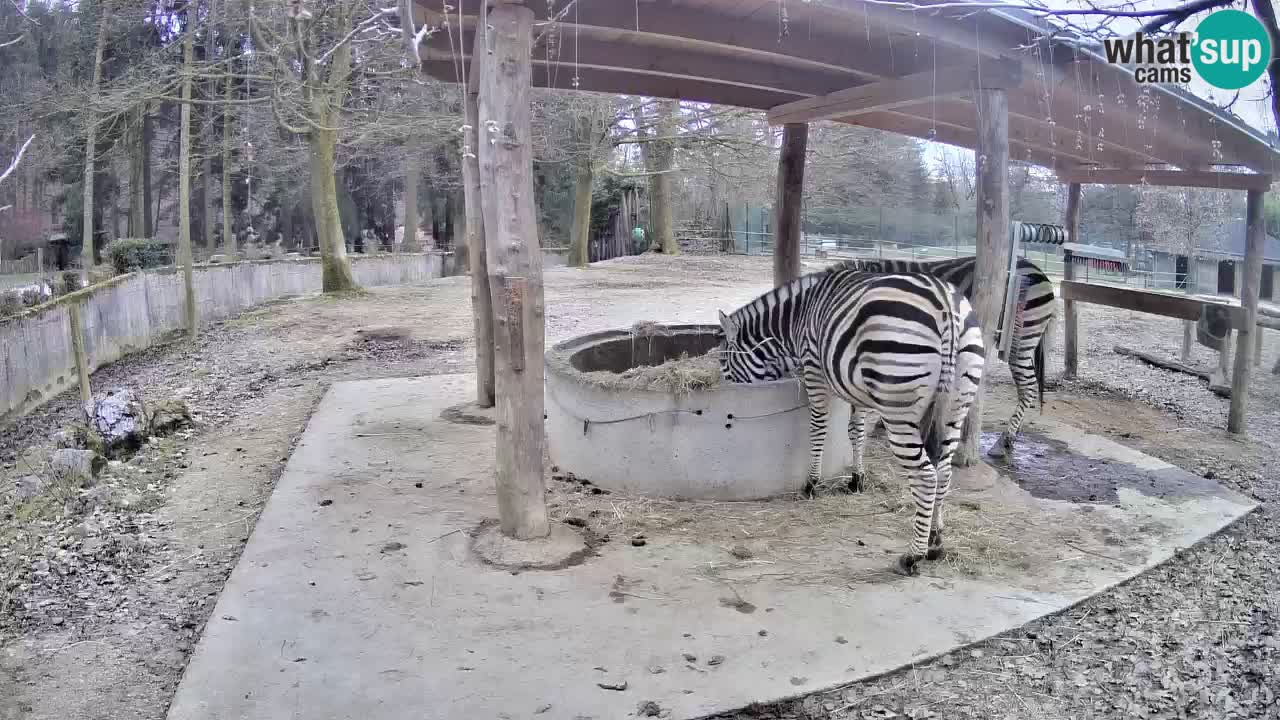 Live webcam Zebras in Ljubljana ZOO – Slovenia