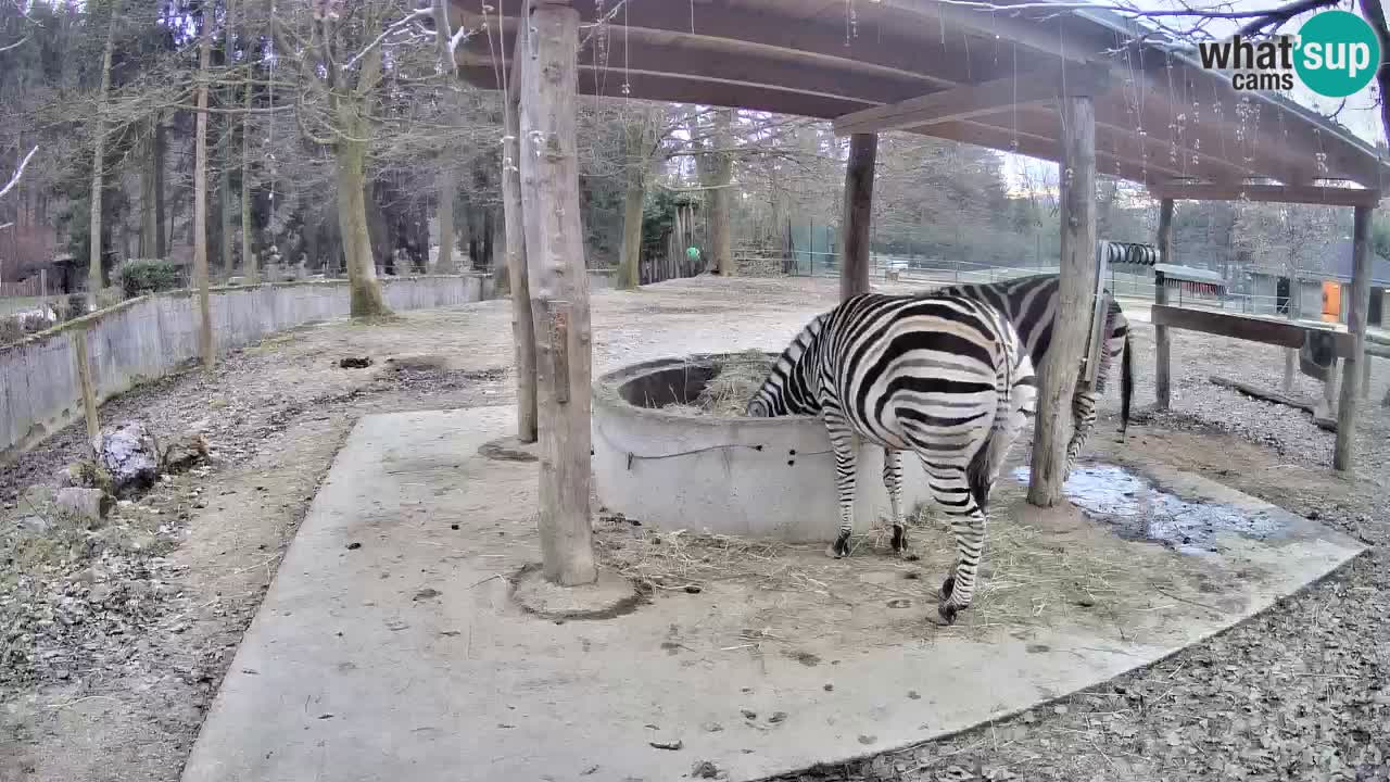 Live webcam Zebras in Ljubljana ZOO – Slovenia