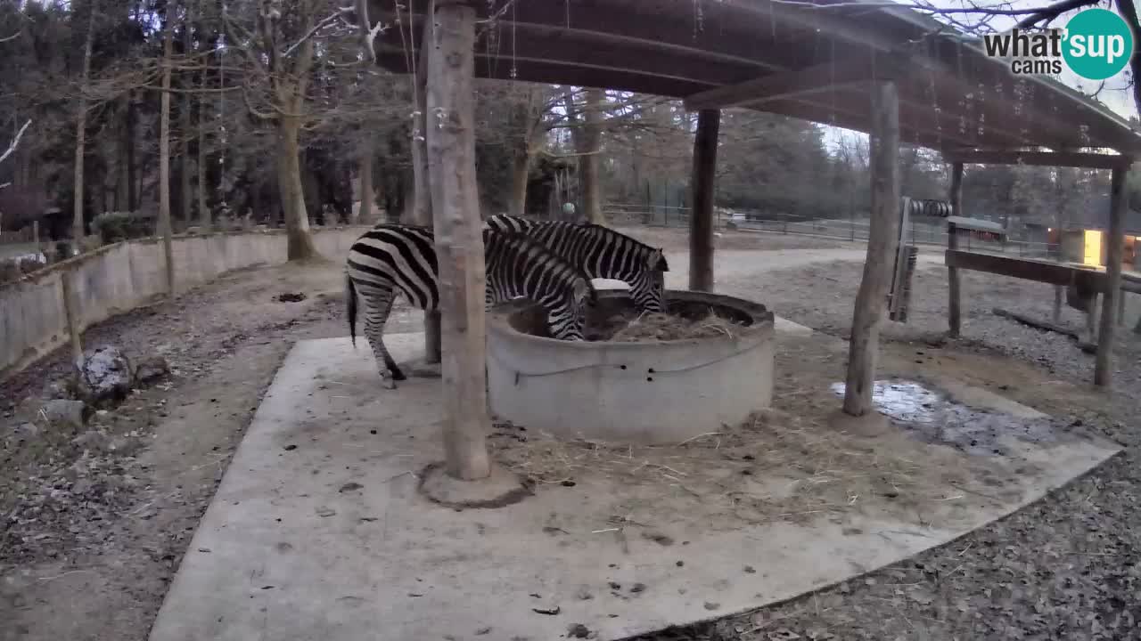 Live webcam Zebras in Ljubljana ZOO – Slovenia