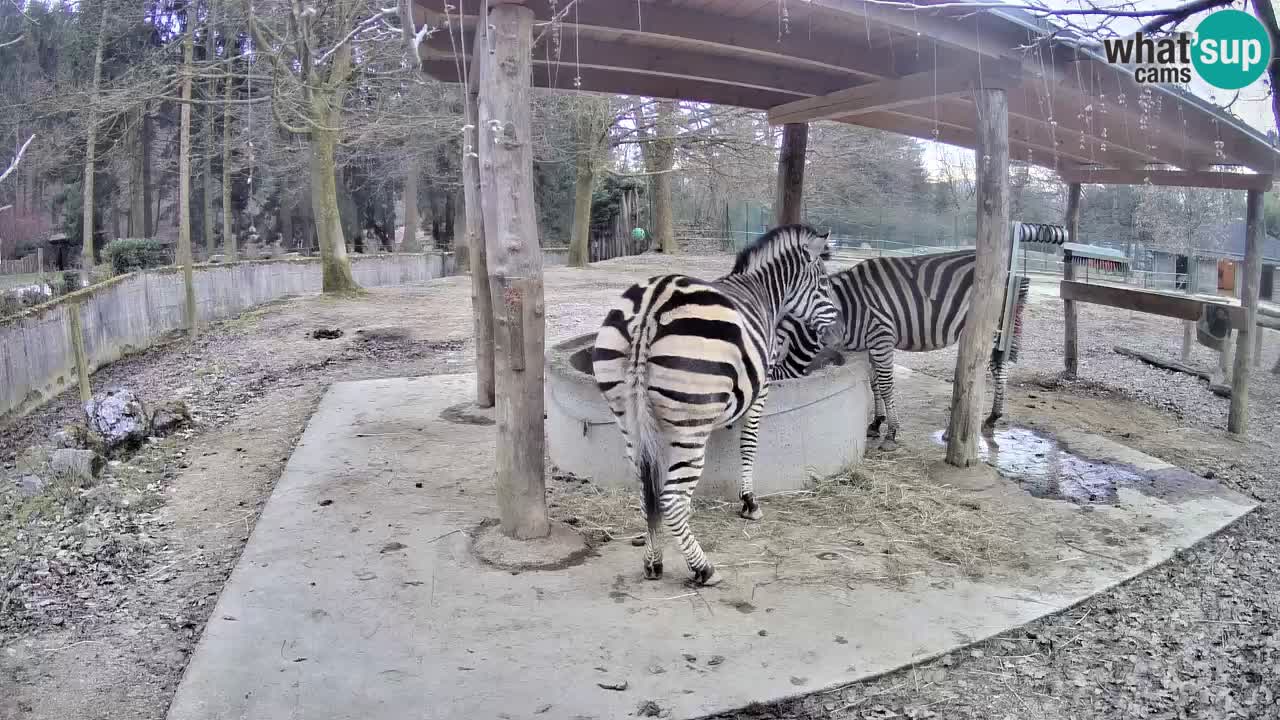 Web kamera uživo Zebras u ZOO Ljubljana – Slovenija