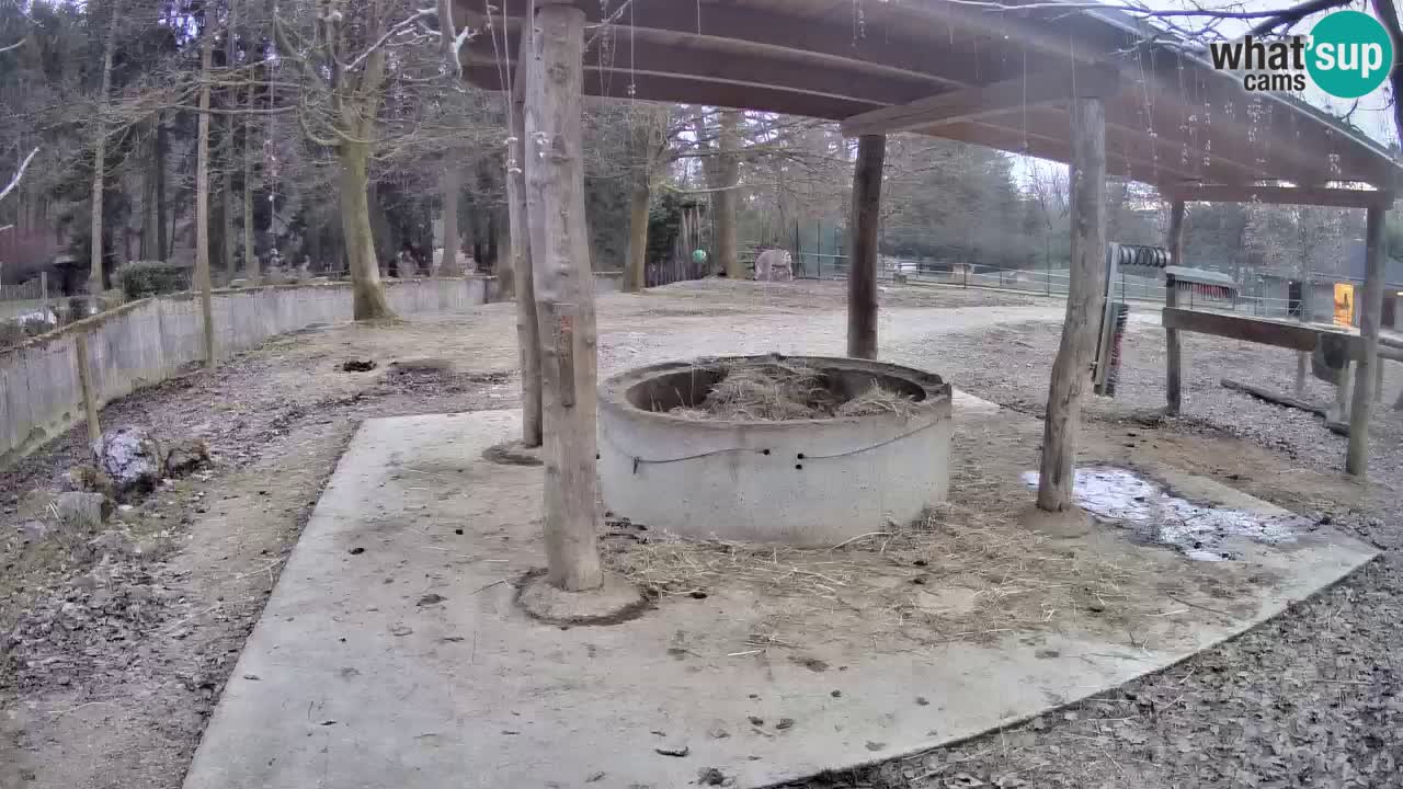 Live webcam Zebras in Ljubljana ZOO – Slovenia