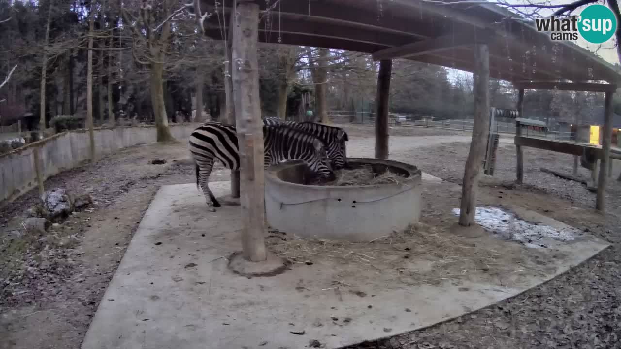 Zebre v živo v živalskem vrtu Ljubljana ZOO spletne kamere