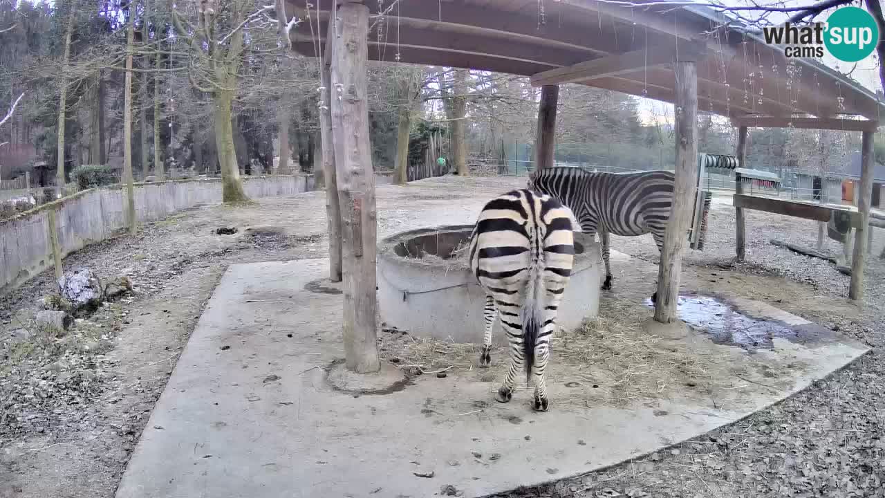 Live webcam Zebras in Ljubljana ZOO – Slovenia