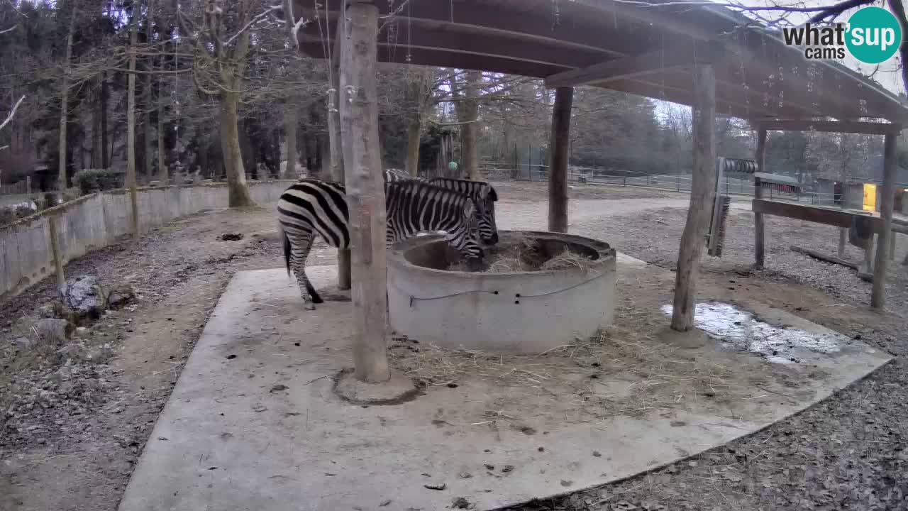 Live webcam Les zèbres in Ljubljana ZOO – Slovénie