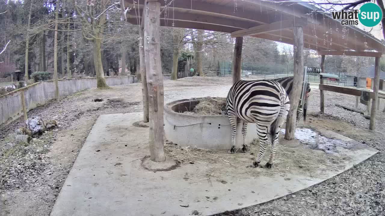 Live webcam Zebras in Ljubljana ZOO – Slovenia