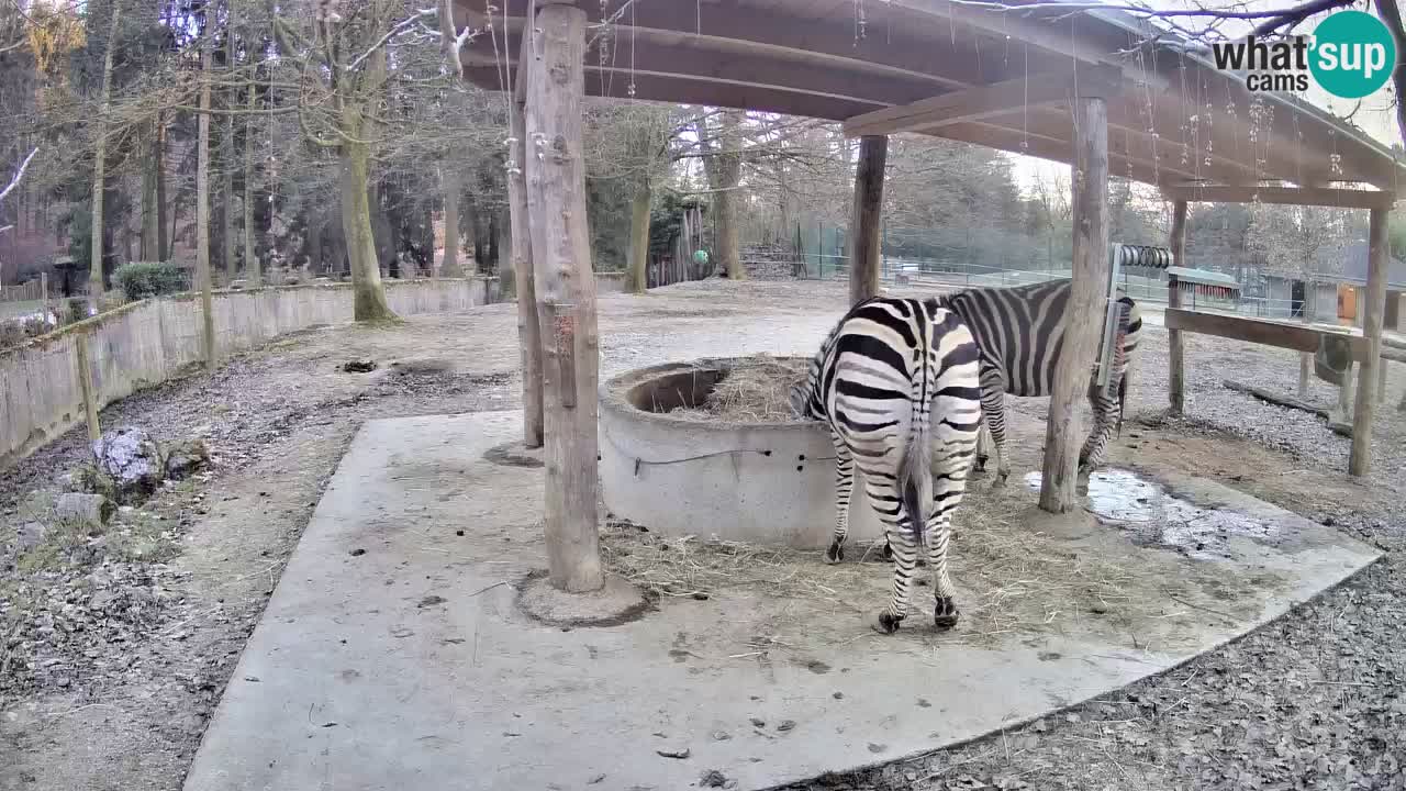 Live webcam Zebras in Ljubljana ZOO – Slovenia