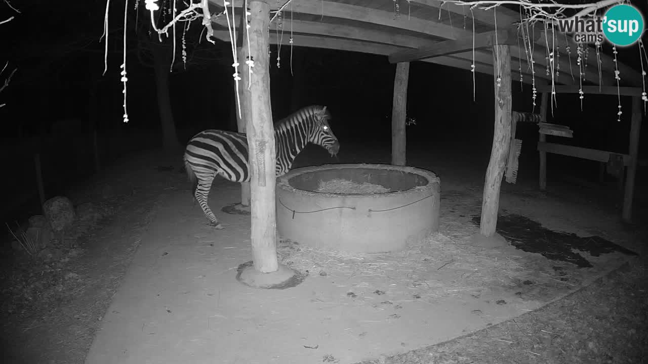 Live webcam Zebras in Ljubljana ZOO – Slovenia