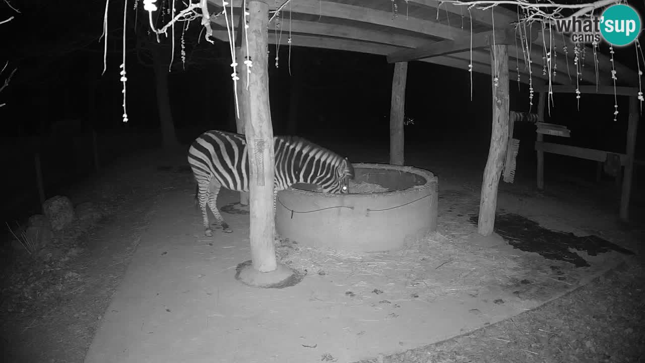 Live webcam Zebras in Ljubljana ZOO – Slovenia