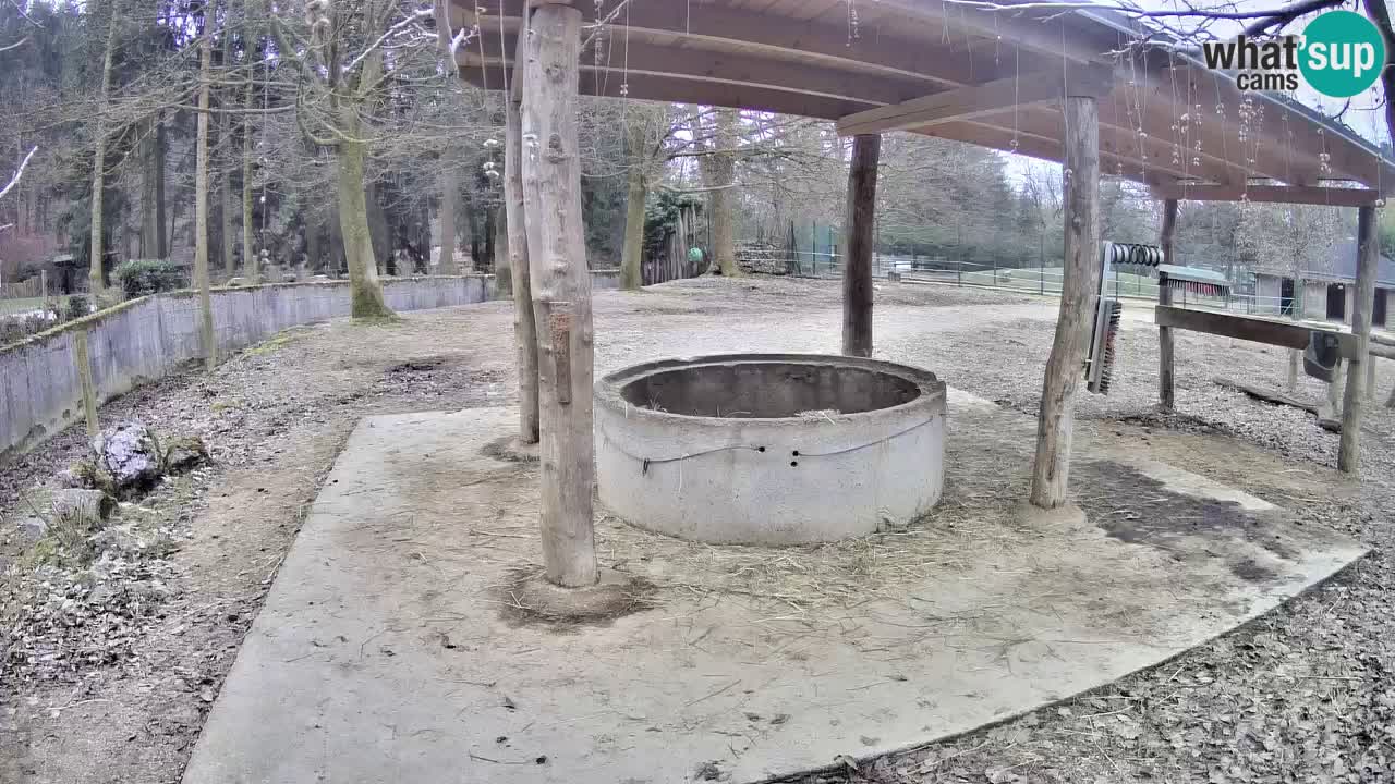 Live webcam Les zèbres in Ljubljana ZOO – Slovénie