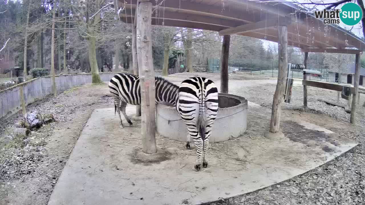 Live webcam Zebras in Ljubljana ZOO – Slovenia