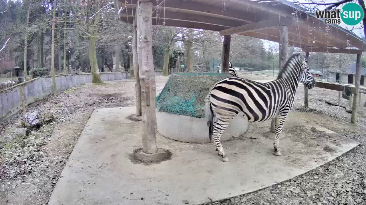 Web kamera uživo Zebras u ZOO Ljubljana – Slovenija