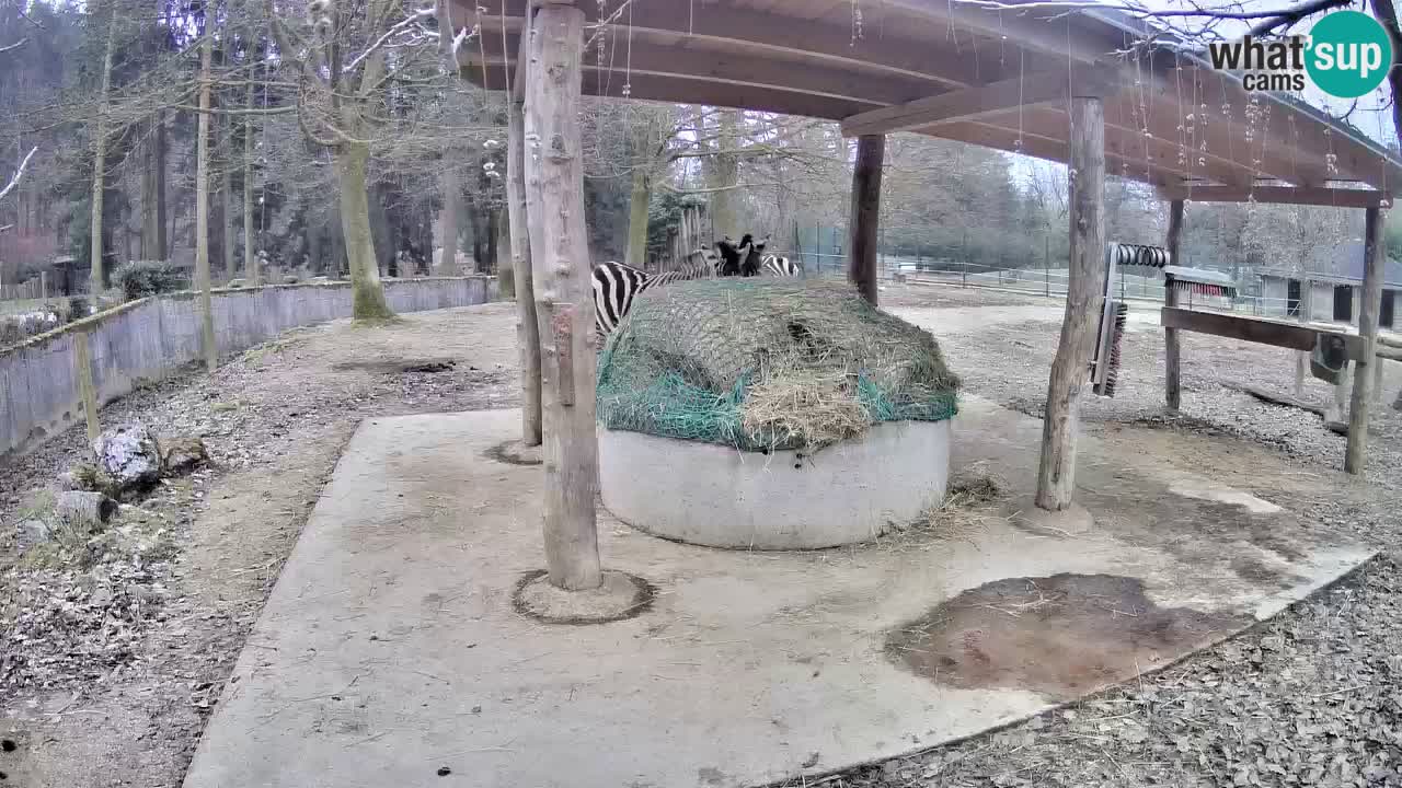 Web kamera uživo Zebras u ZOO Ljubljana – Slovenija