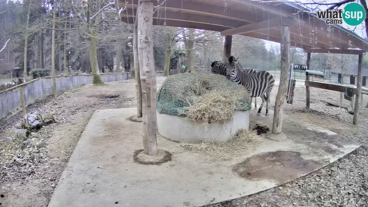 Zebre v živo v živalskem vrtu Ljubljana ZOO spletne kamere