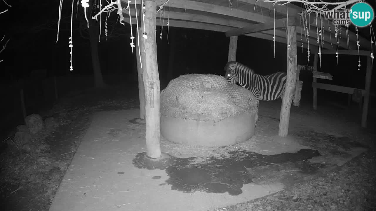 Live webcam Zebras in Ljubljana ZOO – Slovenia