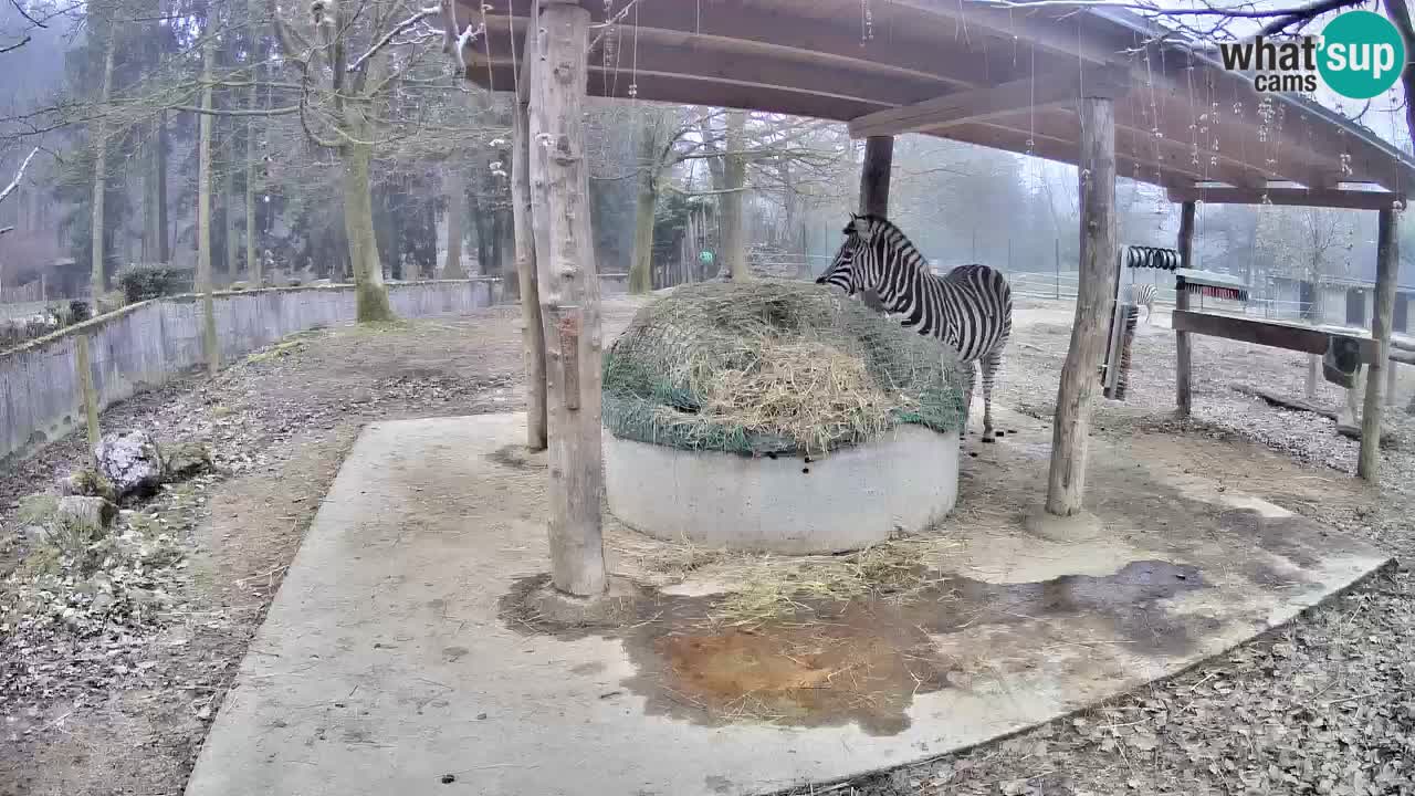 Live webcam Les zèbres in Ljubljana ZOO – Slovénie