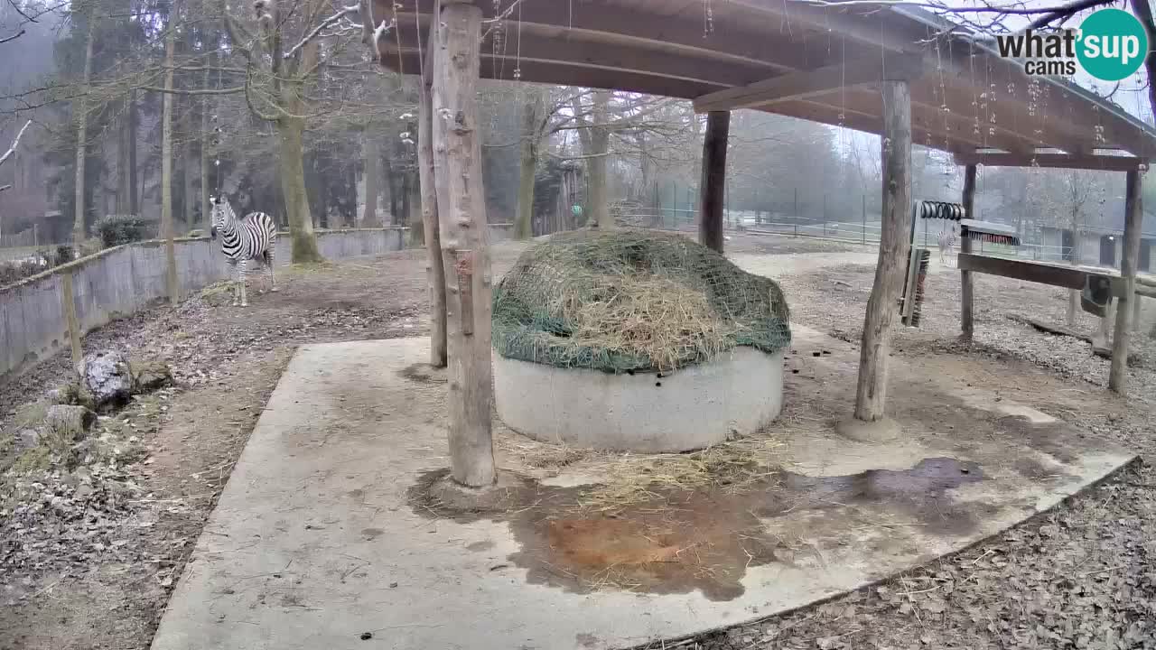 Live Webcam Zebras in Ljubljana ZOO – Slowenien