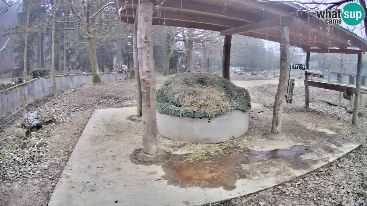 Live webcam Les zèbres in Ljubljana ZOO – Slovénie