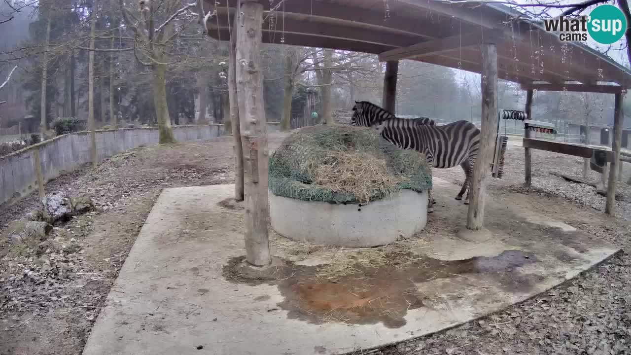 Le Zebre nello ZOO di Ljubljana – Slovenia Live webcam