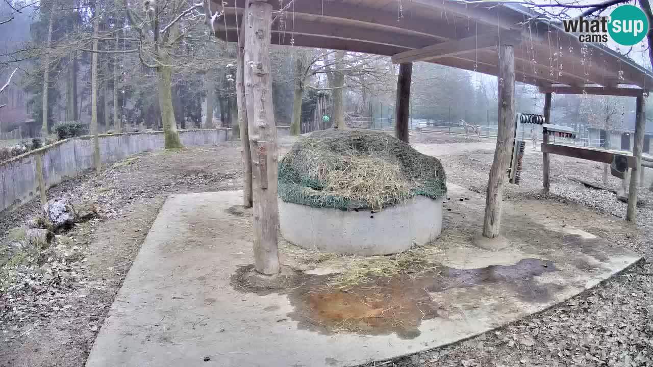 Live webcam Les zèbres in Ljubljana ZOO – Slovénie