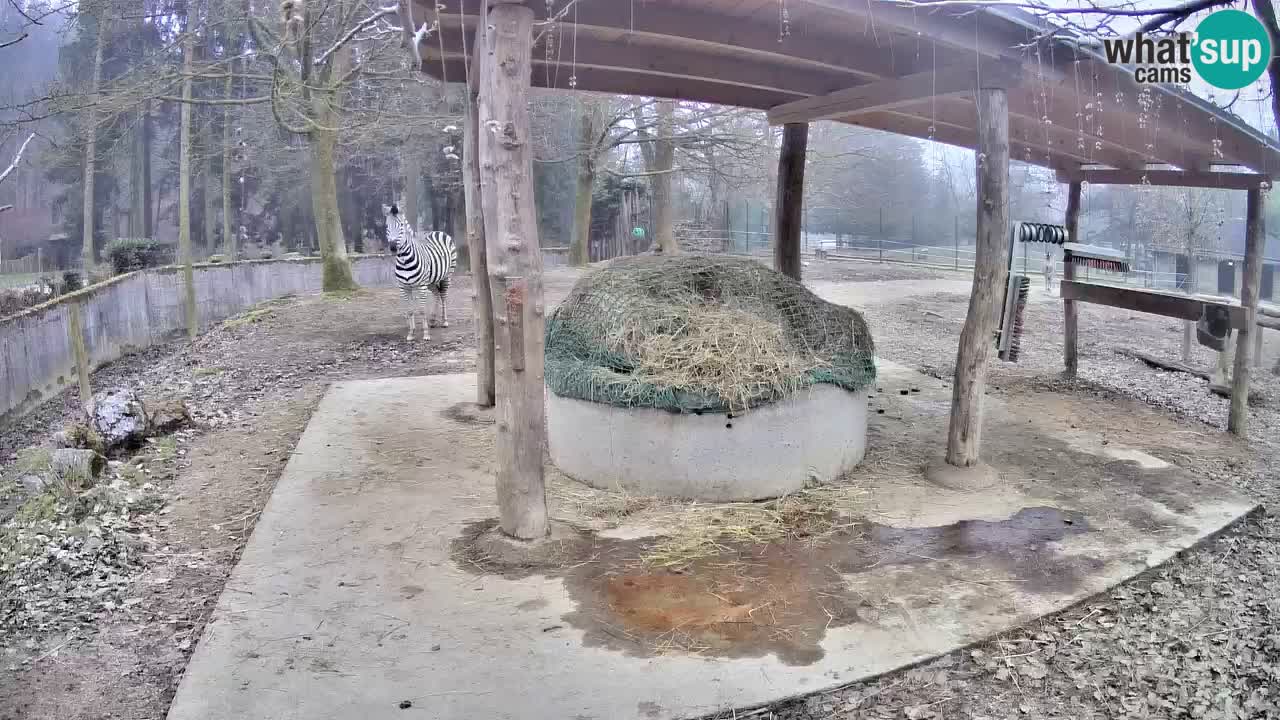 Live webcam Zebras in Ljubljana ZOO – Slovenia