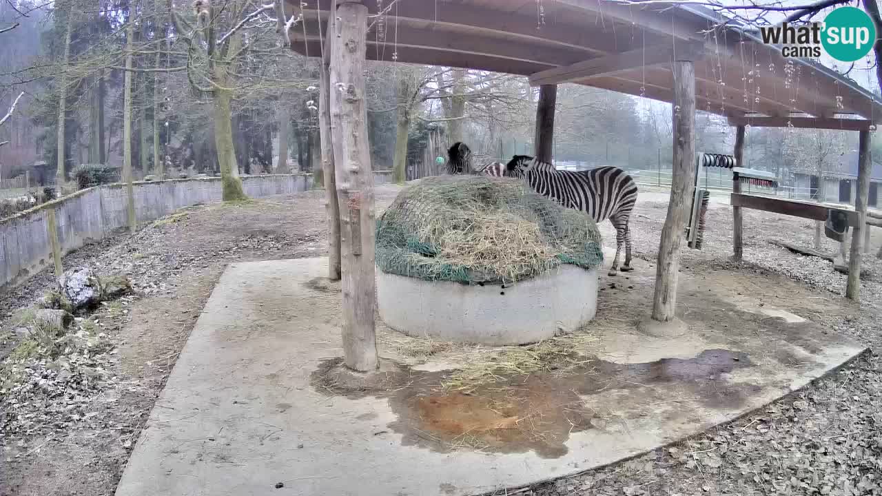 Camera en vivo Cebras in Ljubljana ZOO – Eslovenia