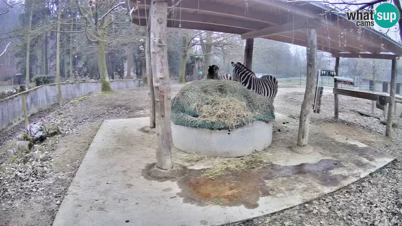 Live Webcam Zebras in Ljubljana ZOO – Slowenien