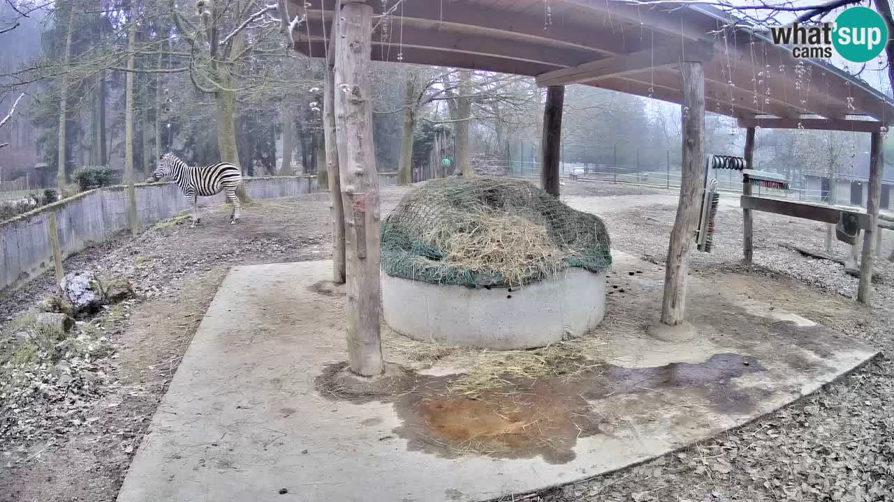 Live webcam Les zèbres in Ljubljana ZOO – Slovénie