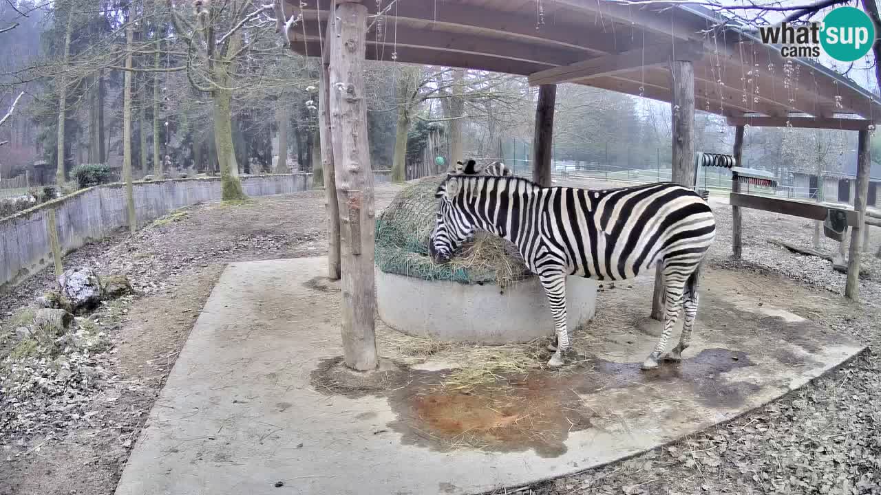 Le Zebre nello ZOO di Ljubljana – Slovenia Live webcam