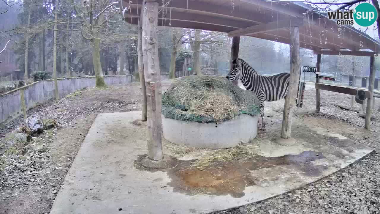 Le Zebre nello ZOO di Ljubljana – Slovenia Live webcam