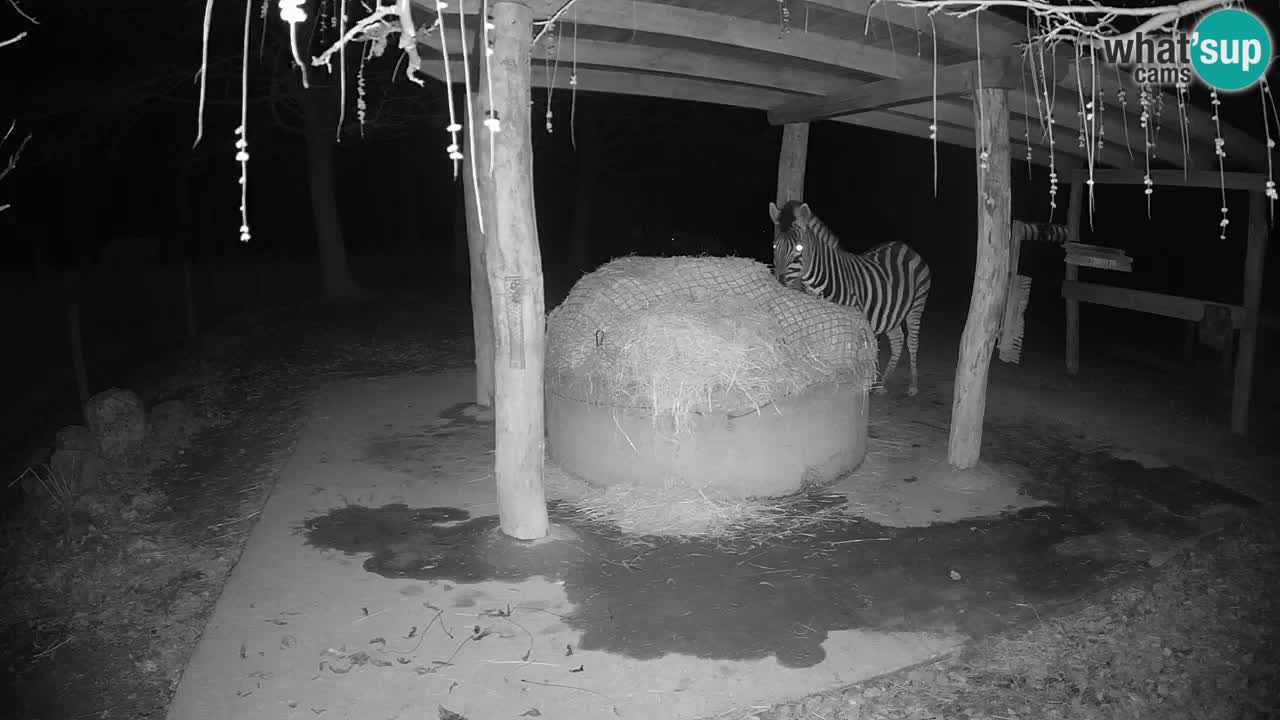 Live webcam Les zèbres in Ljubljana ZOO – Slovénie