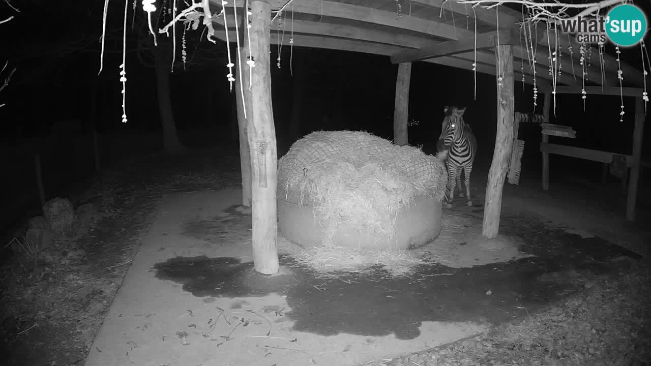 Live webcam Zebras in Ljubljana ZOO – Slovenia