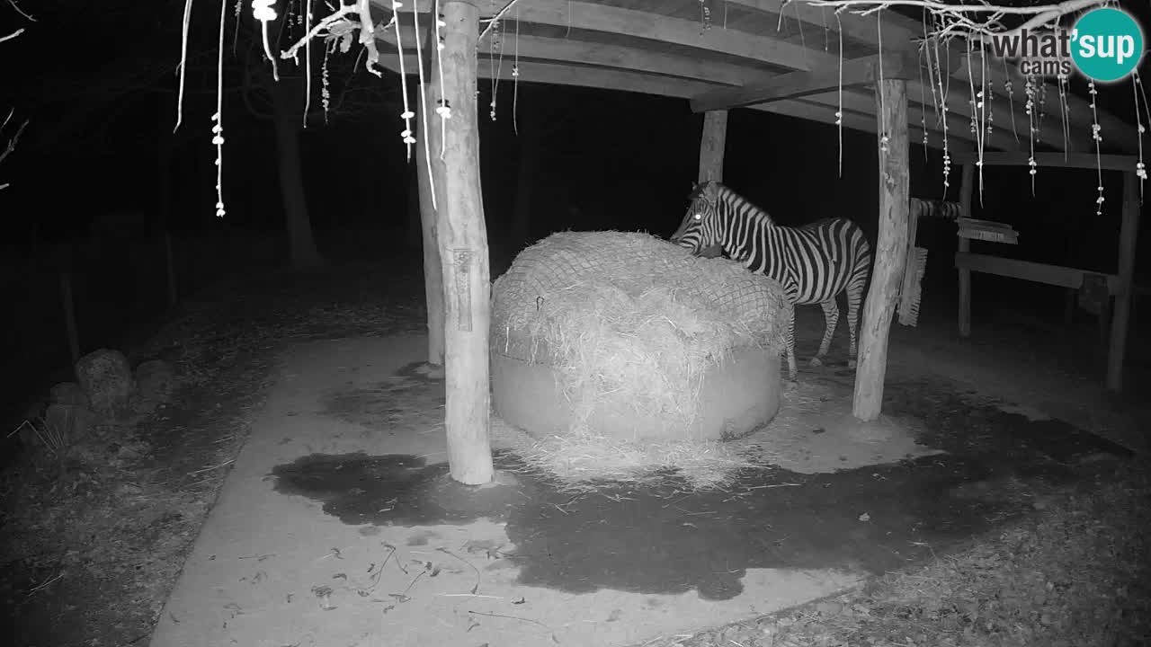 Live webcam Zebras in Ljubljana ZOO – Slovenia