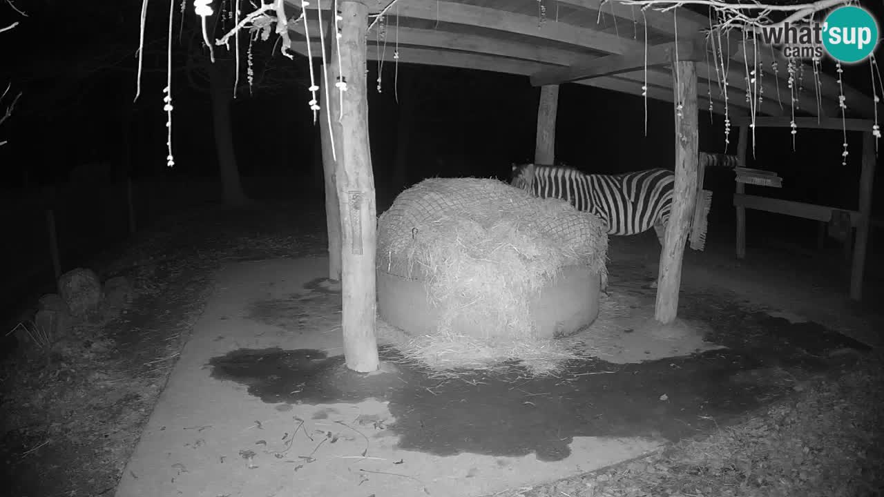 Live webcam Zebras in Ljubljana ZOO – Slovenia