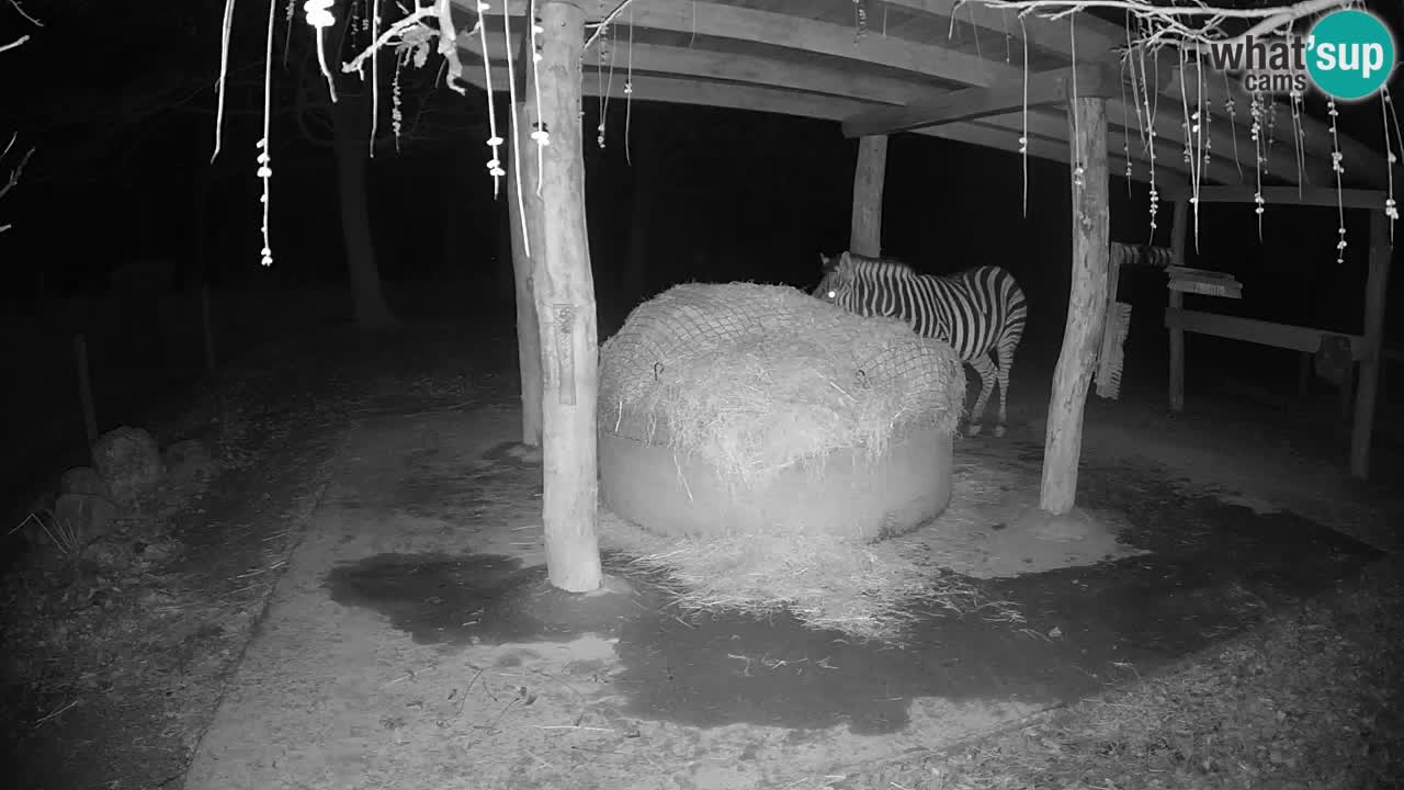 Web kamera uživo Zebras u ZOO Ljubljana – Slovenija