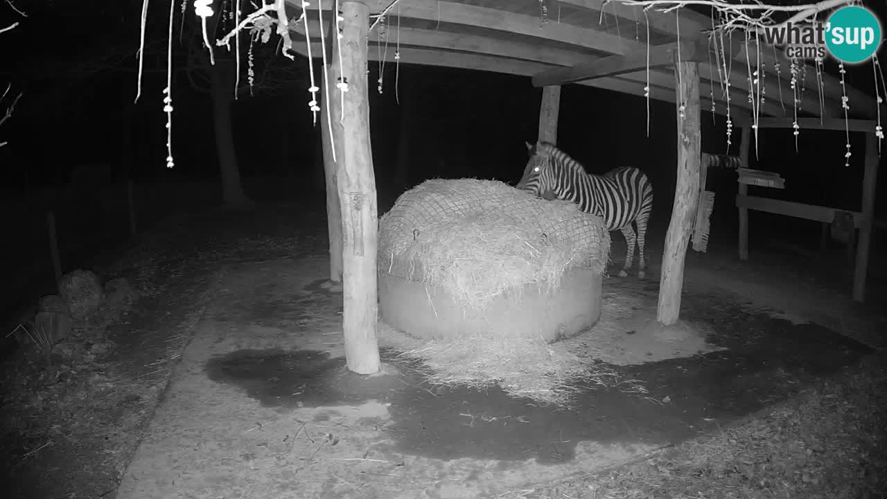 Live webcam Les zèbres in Ljubljana ZOO – Slovénie