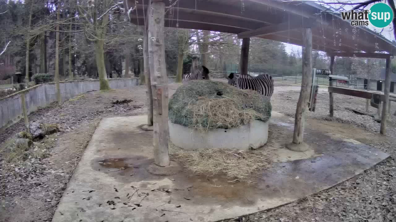 Zebre v živo v živalskem vrtu Ljubljana ZOO spletne kamere