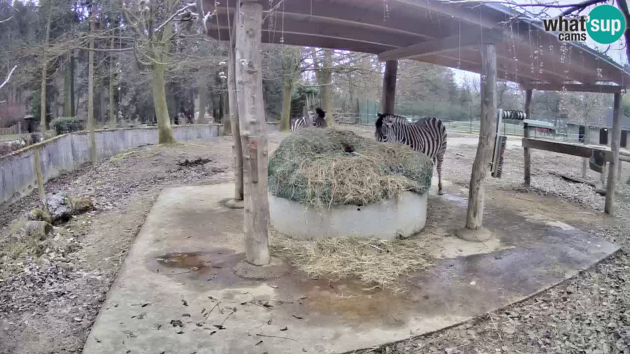 Zebre v živo v živalskem vrtu Ljubljana ZOO spletne kamere