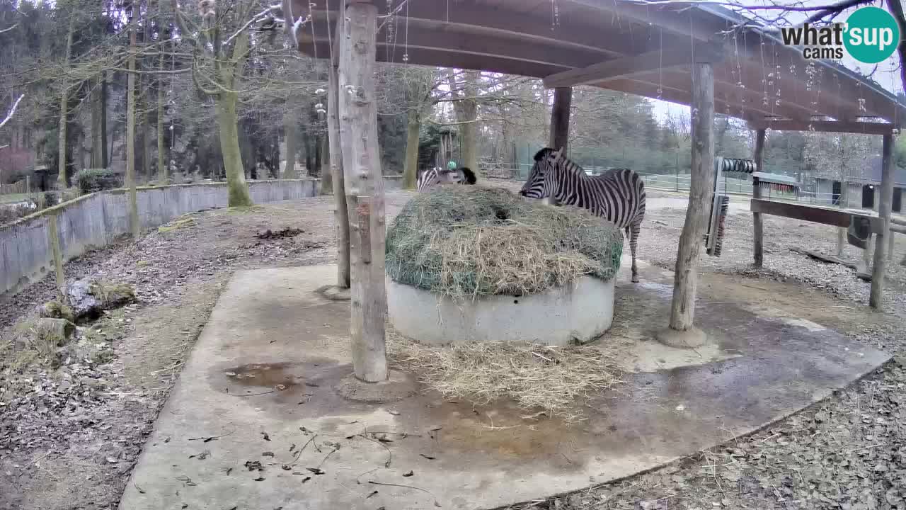 Camera en vivo Cebras in Ljubljana ZOO – Eslovenia